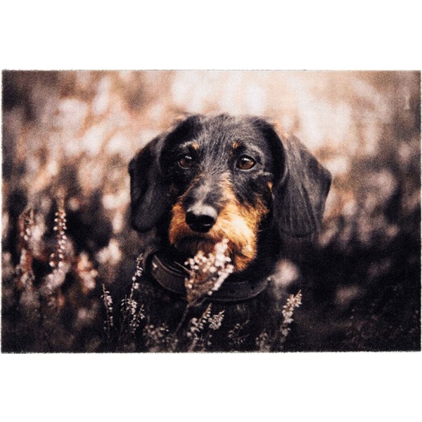Felpudo de interior, deco print, 100% poliamida, 40 x 60 cm, diseño perro